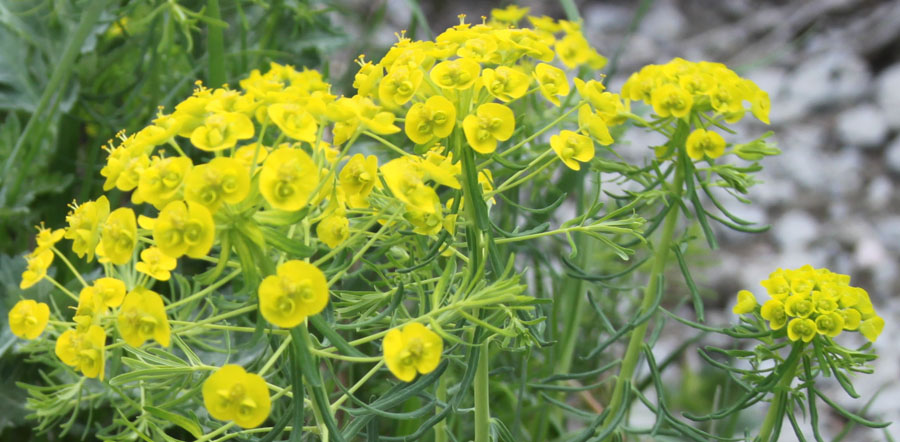 Euphorbia cyparissias L.